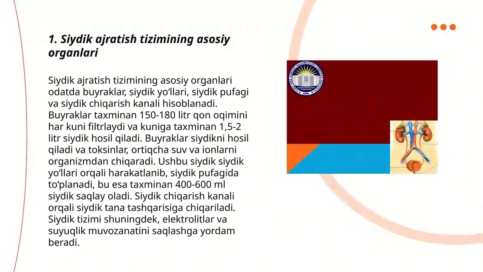 Siydik ayiruv a'zolarining funktsional anotomiyasi 3