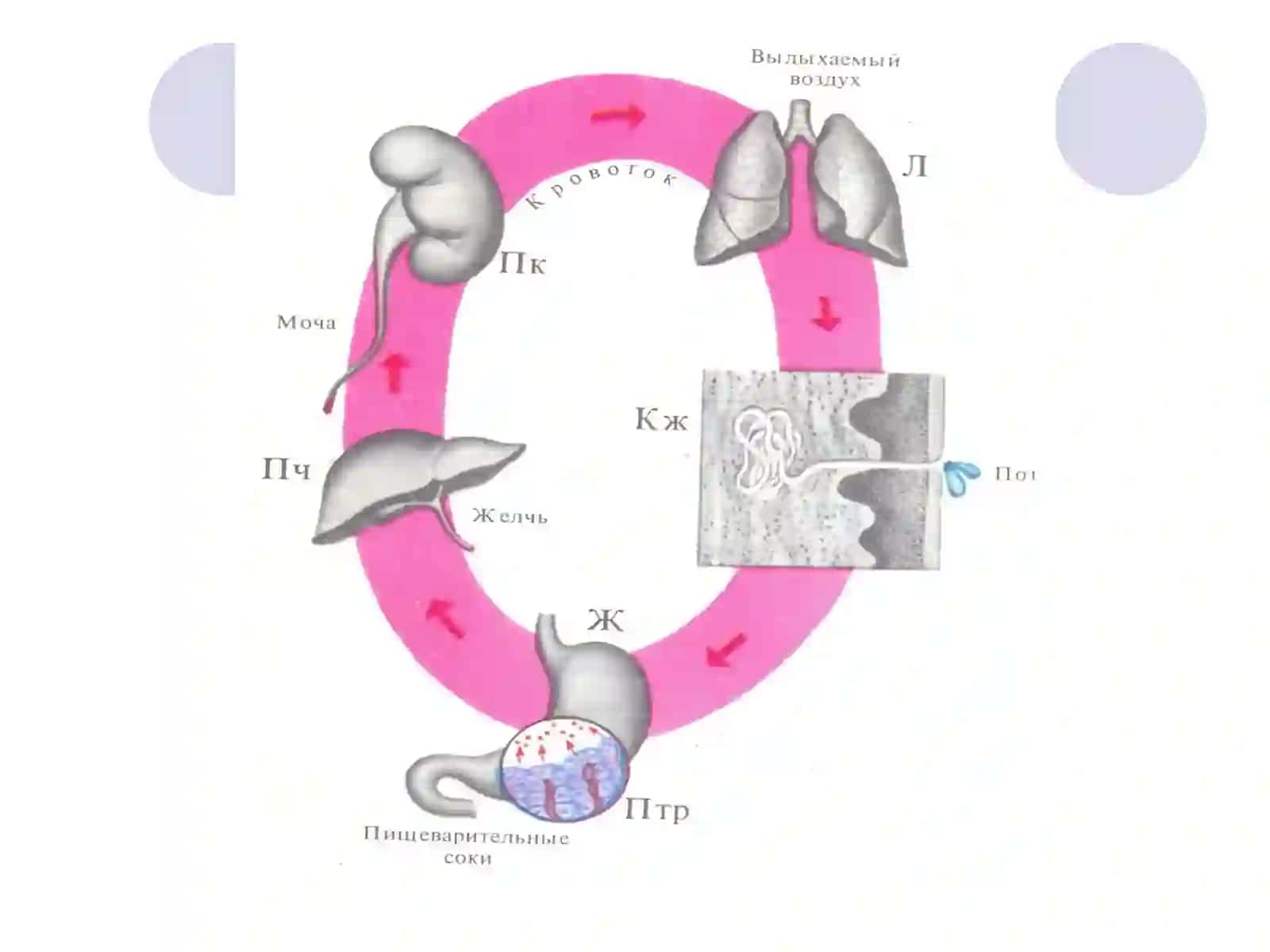 Организмнинг экскретор функцияси 3