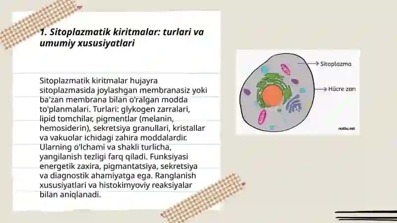 Sitoplazma kiritmalari,Yadro 3