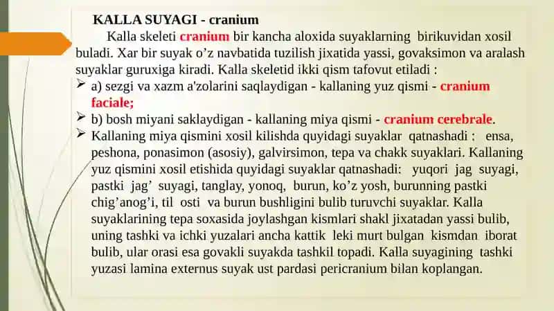 Kallaning Yuz qismidagi suyaklarning tuzilishi 3