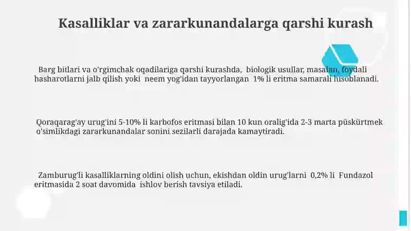 Qora zira oʻsimlik 3