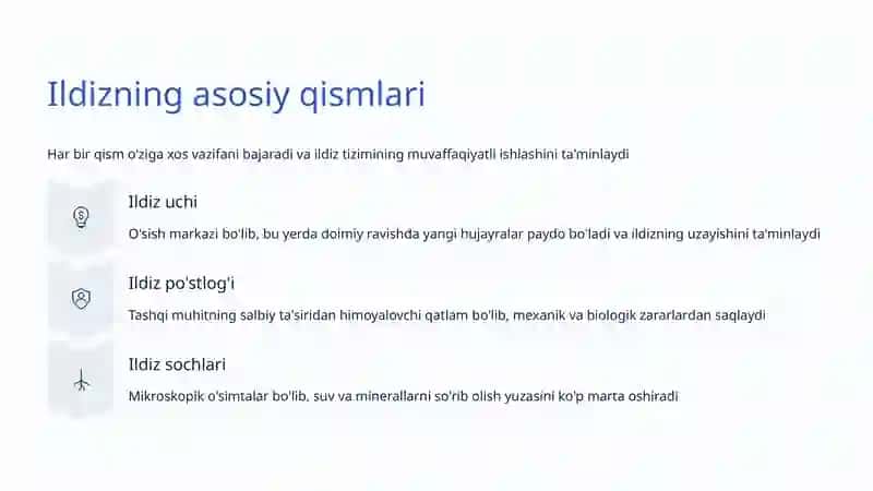 Ildizning Tuzilishi va Funksiyasi 3