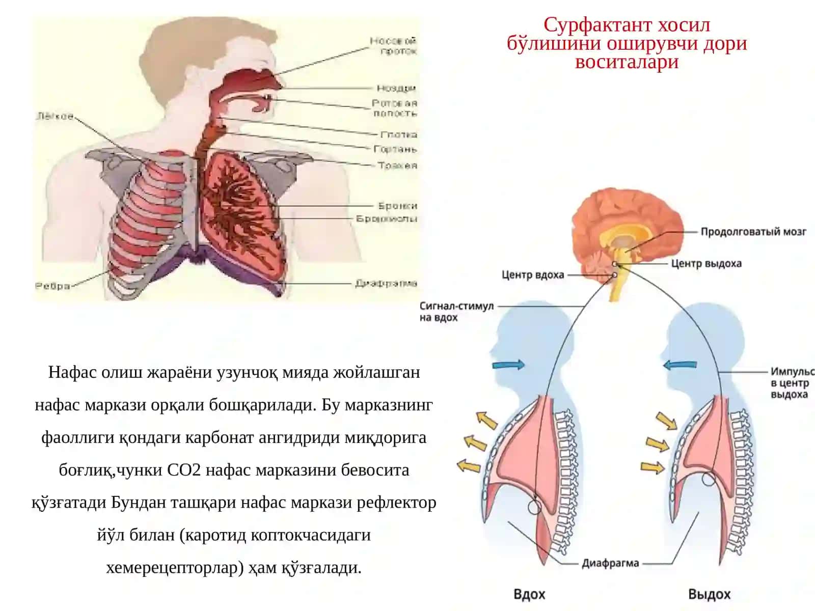 Нафас тизими воситалари 3