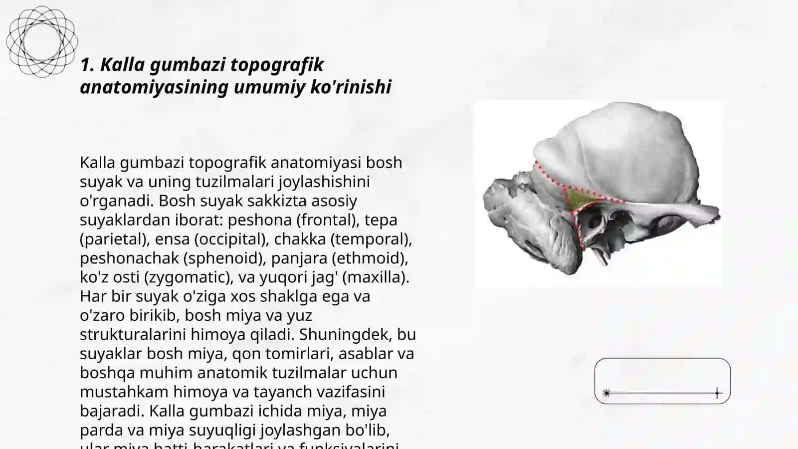 Kalla gumbazining topografik anatomiyasi 3