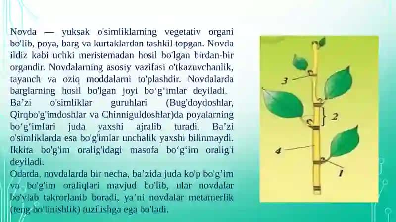 Novda 3