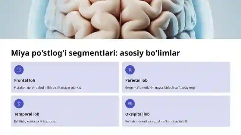 Miya Po'stlog'i Segmentlari: Tuzilishi va Funksiyalari 3
