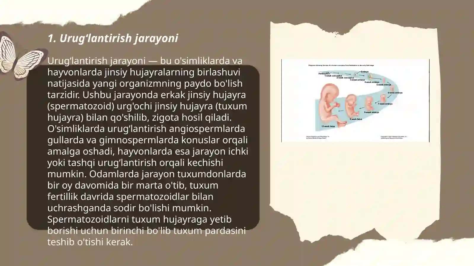 Embrional rivojlanish 3