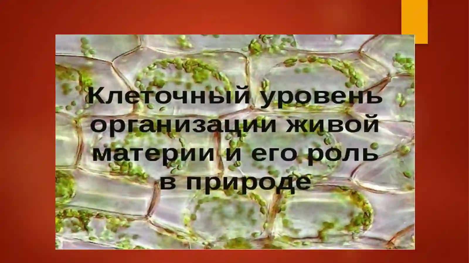 1-КУРС Биология 3