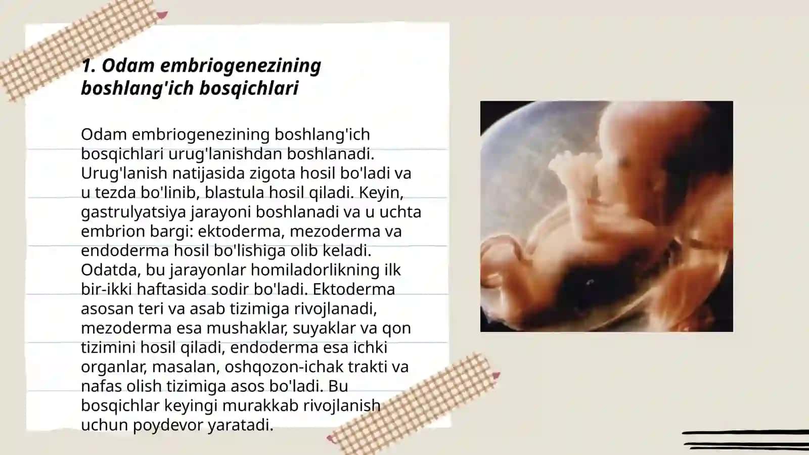 Odamlar embrion rivojlanishi 3
