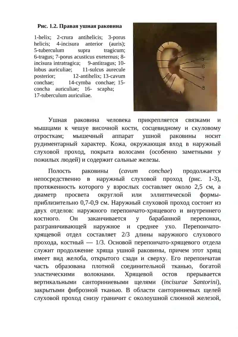 Клиническая анатомия слухового анализатора 3
