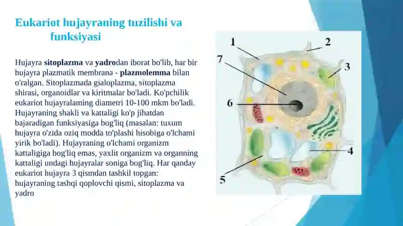 Eukariot hujayralarning ultrastrukturaviy tuzilishi 3