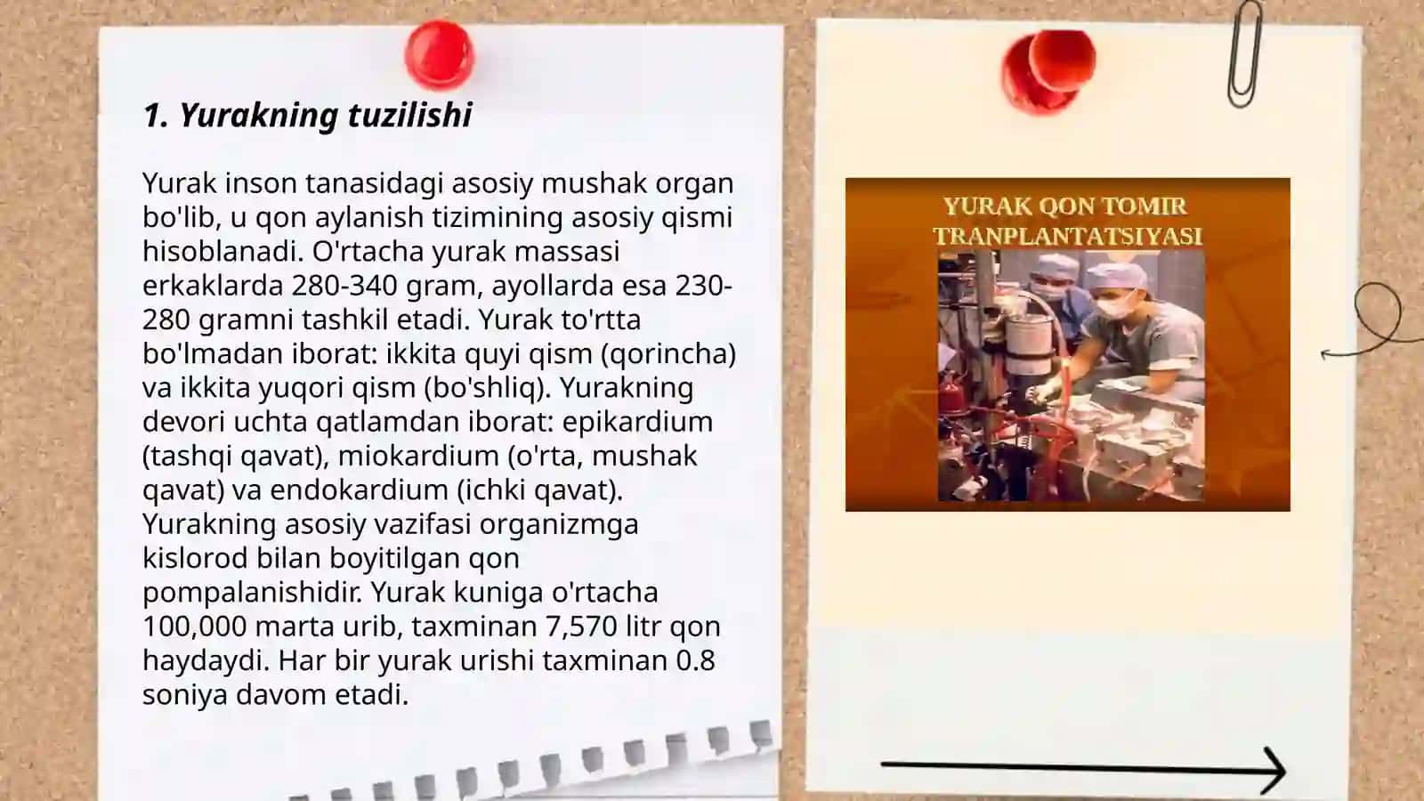 Yurak anatomiyasi 3