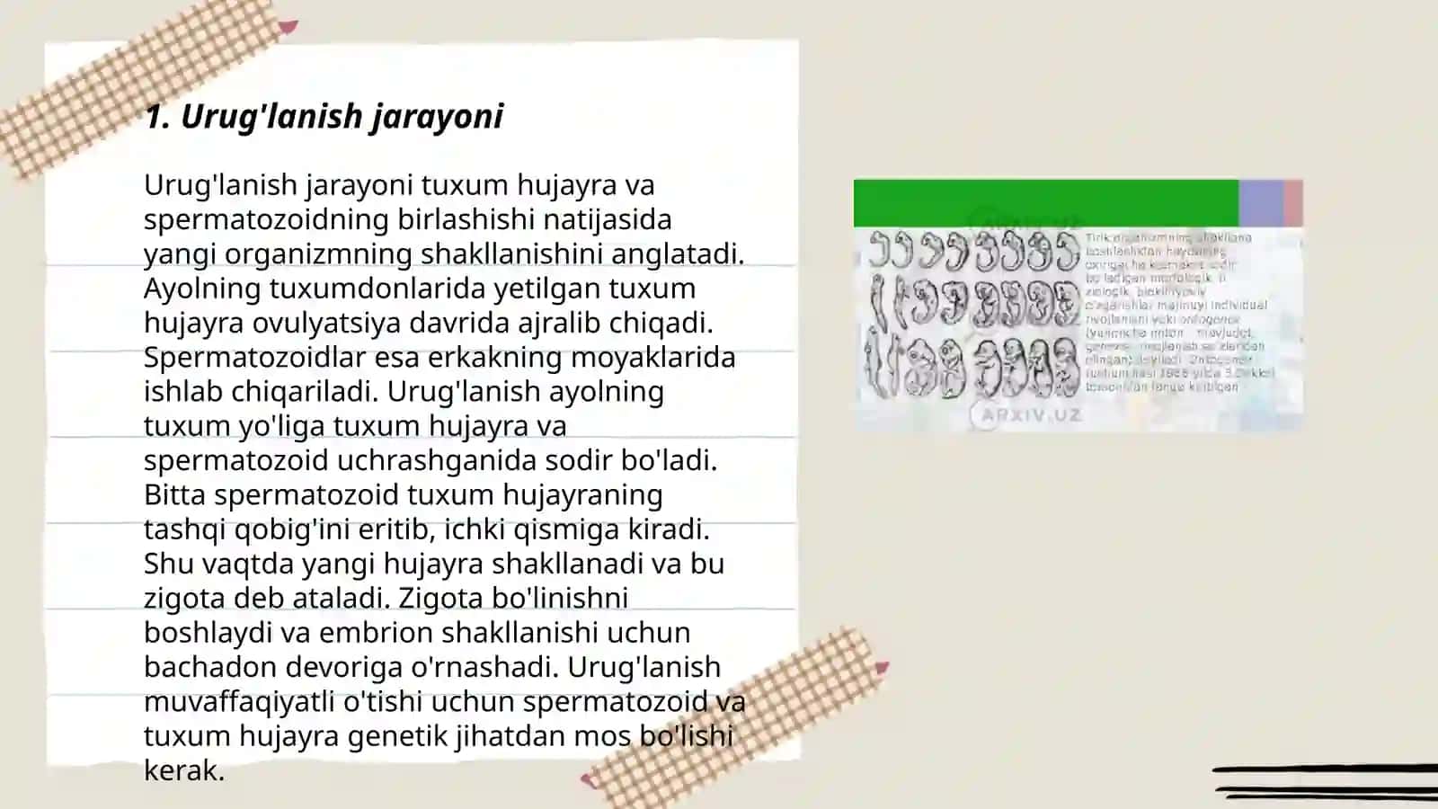 Odam embrogenezining qaltis davrlari 3