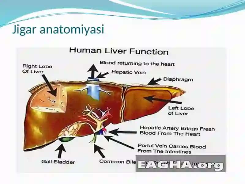 Jigar vame'da osti bezi anatomiya 3