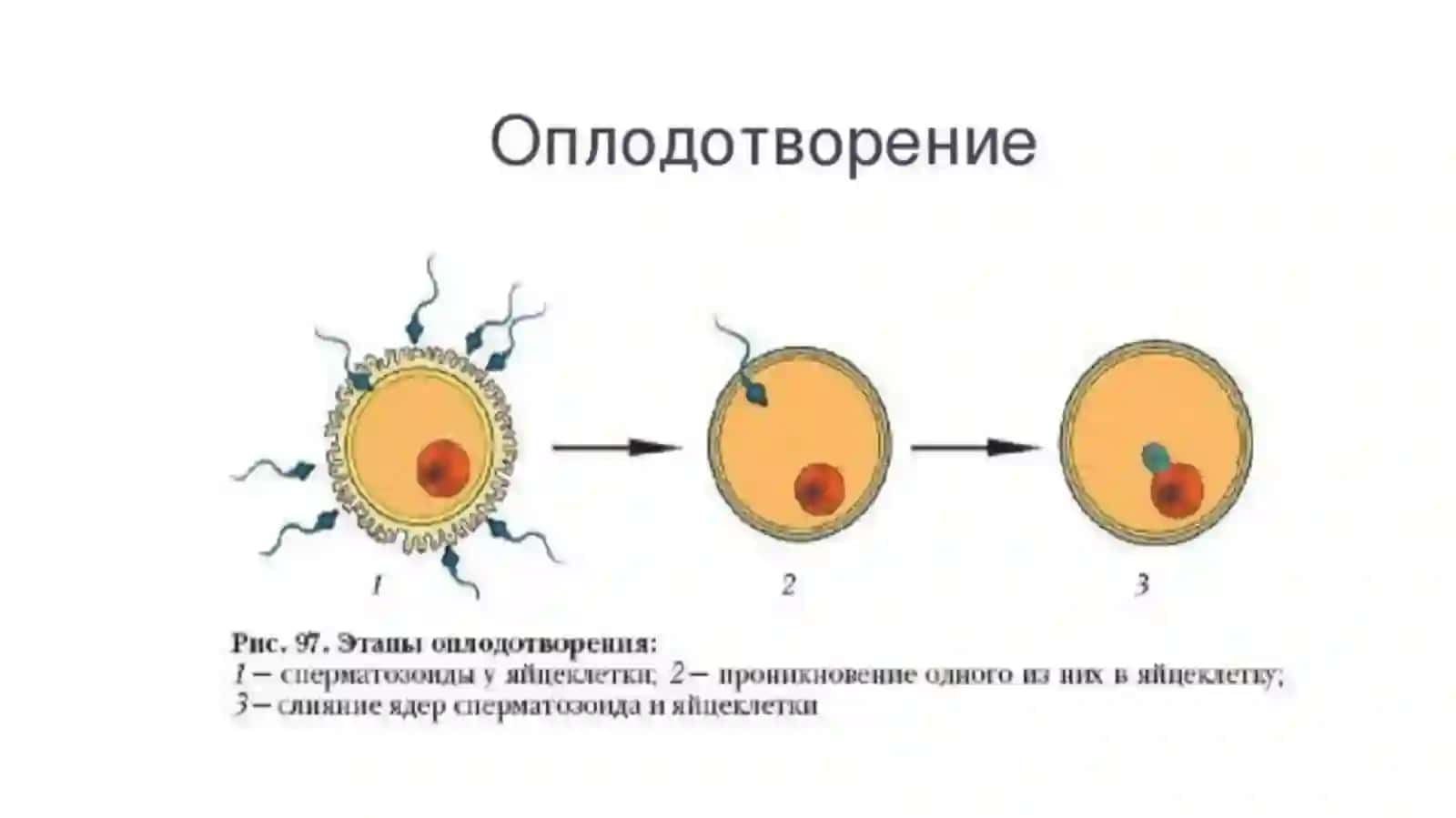 Оплодотворение 3