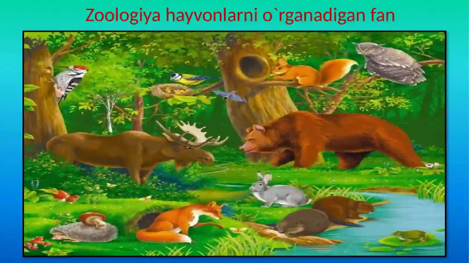 Hayvonot olamining xilma-xilligi 3