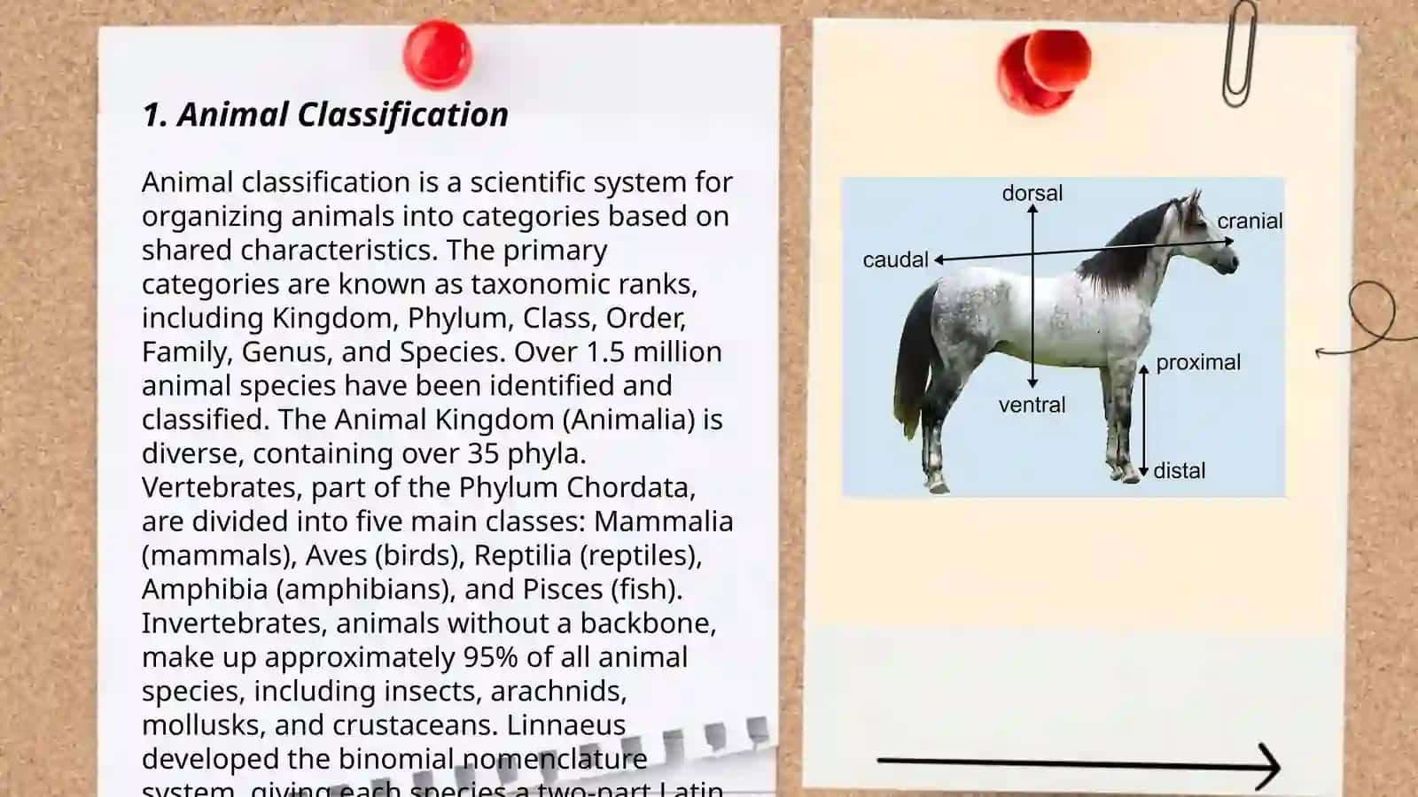 Animal terminology 3