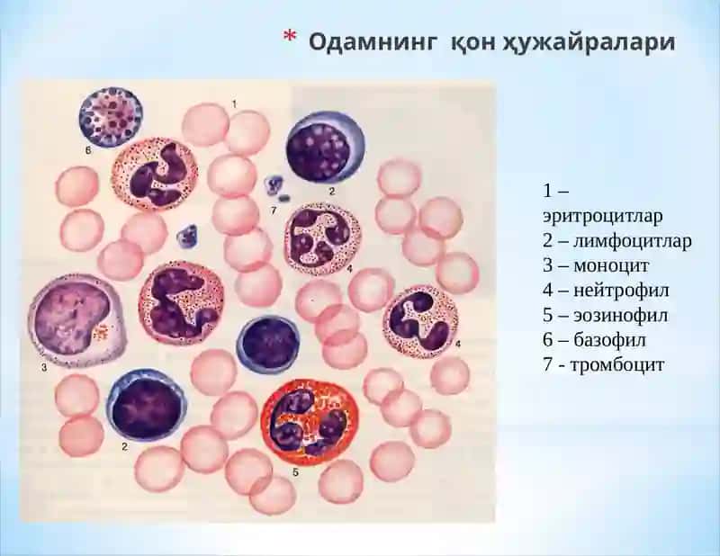Эритроцитлар системаси 3