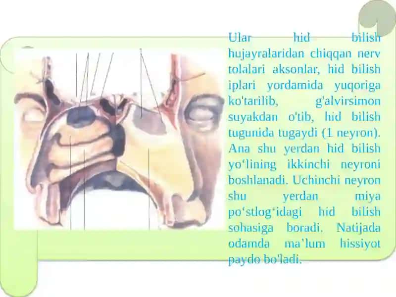 Hidbilish va ta'mbilish organlarini tuzilishi 3