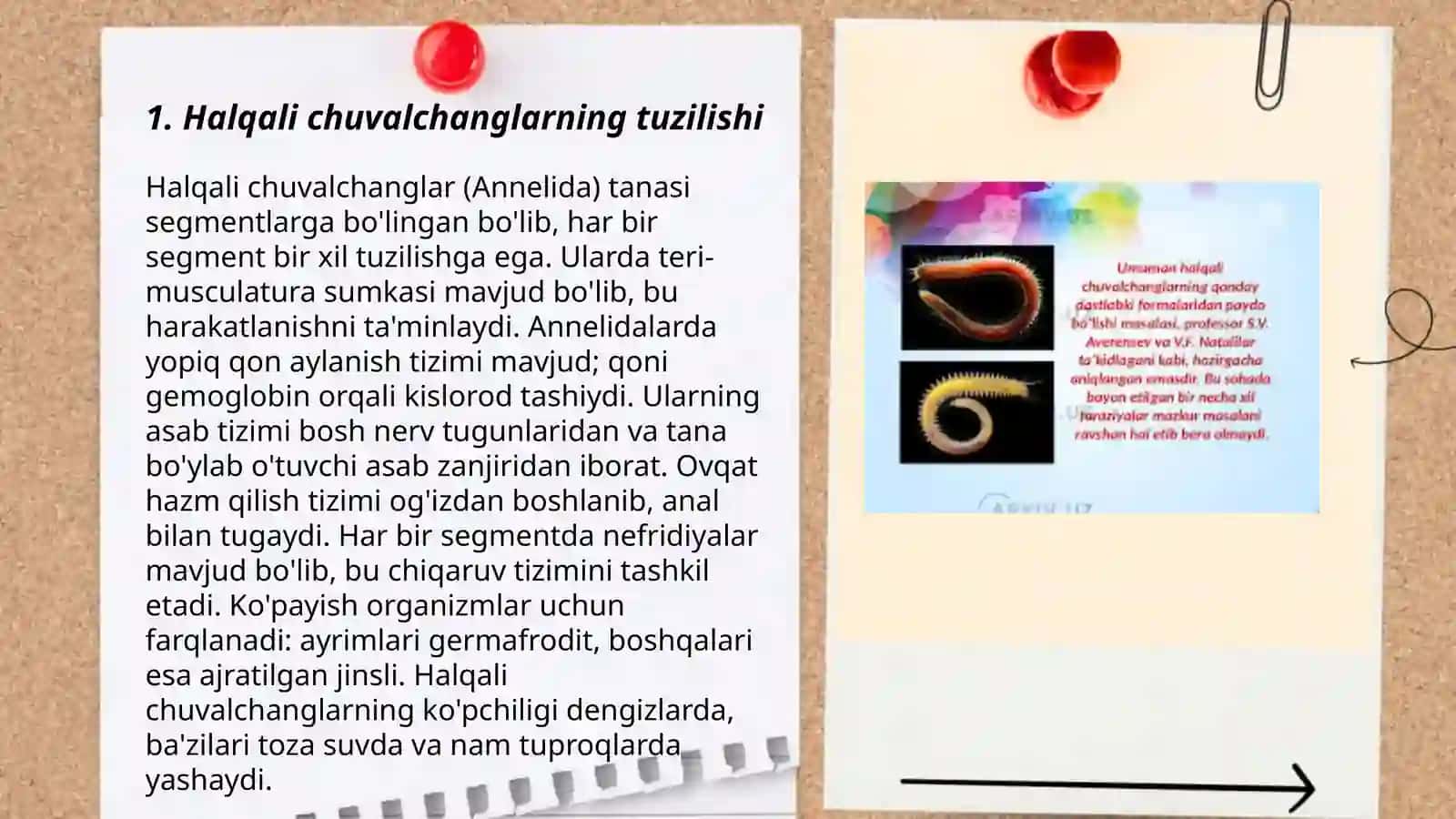 Halqali chuvalchanglar sinifi 3