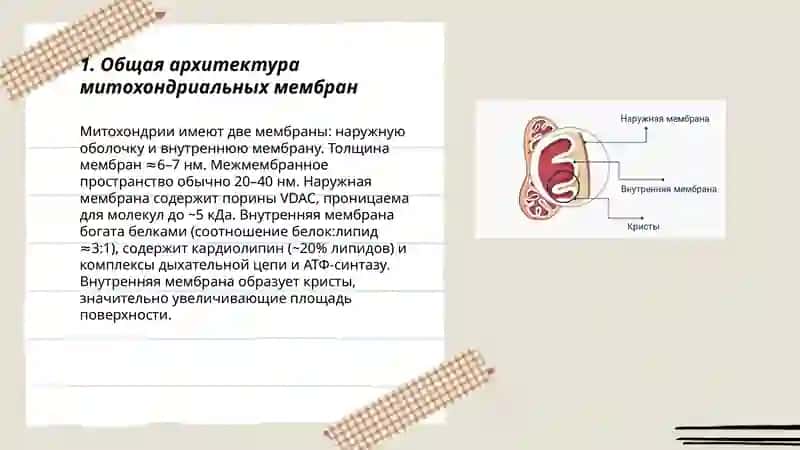 Строение мембран митохондрии 3