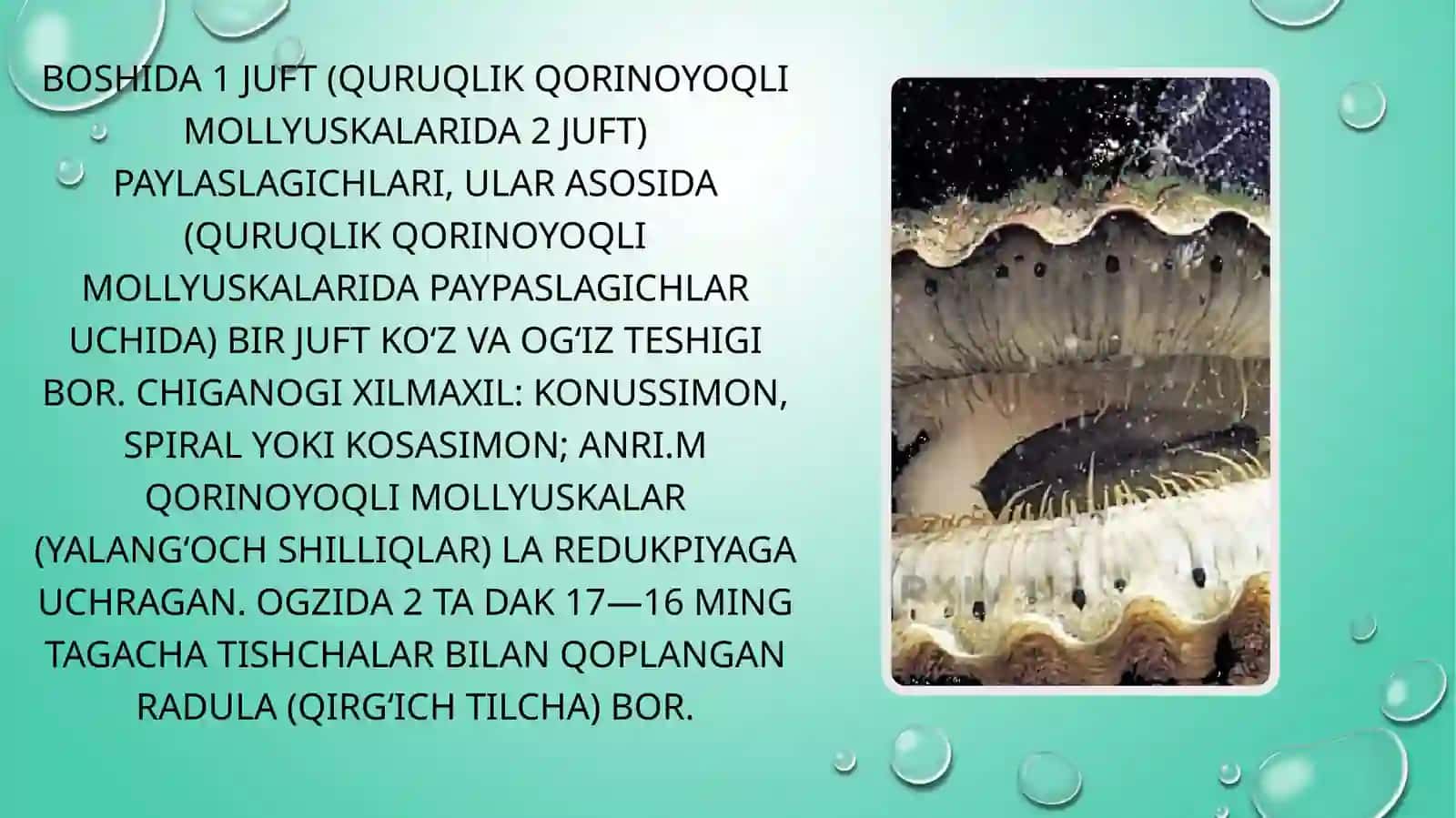 Qorinoyoqli mollyuskalar 3