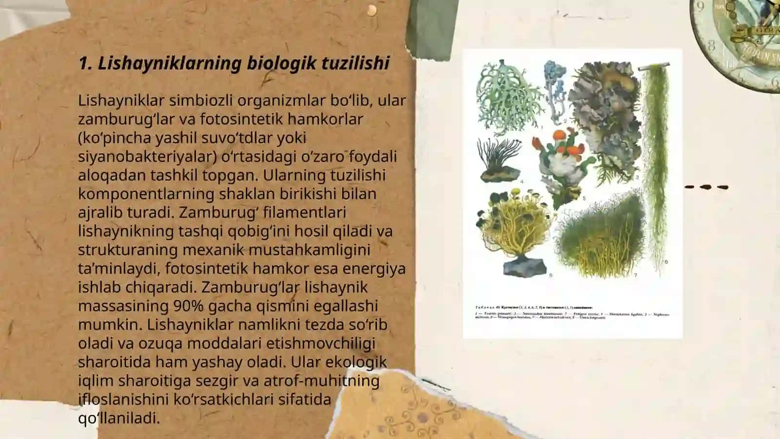 Lishayniklar boʻlimi 3