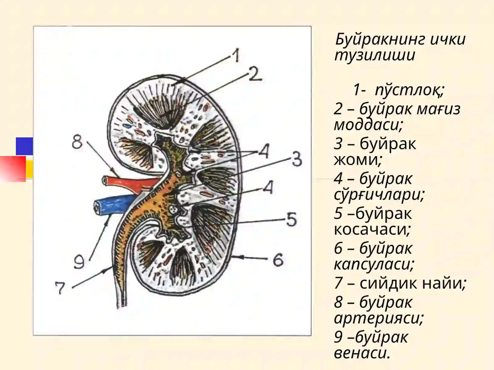Буйраклар 3