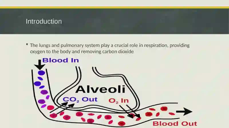 LUNGS AND PULMONARY SYSTEM 3