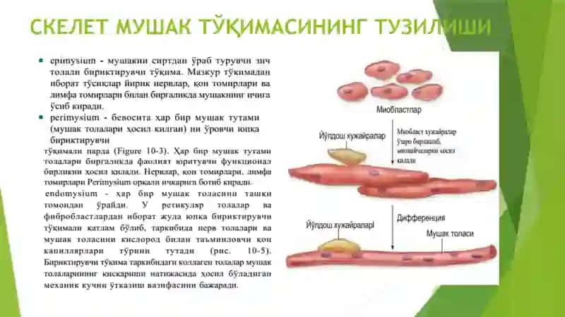 СКЕЛЕТ МУШАК ТЎҚИМАСИНИНГ ТУЗИЛИШИ 3