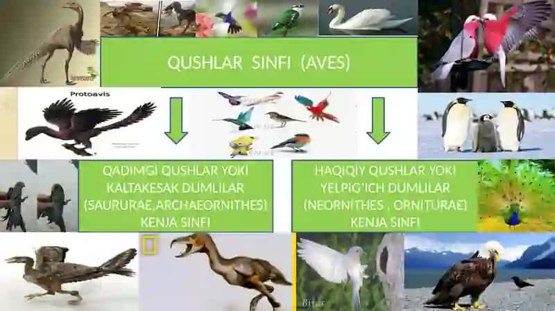 Qushlar va ularning sistematikasi 3