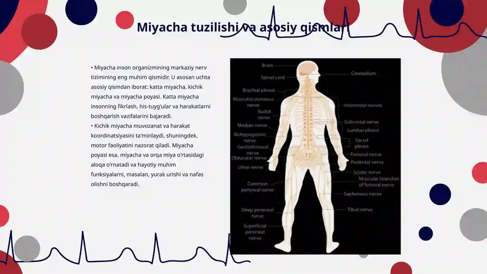 Miyacha anatomiya 3