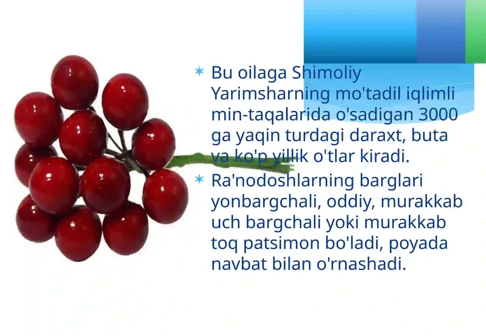 Ra’nodoshlar oilasining asosiy turkum va turlari 3