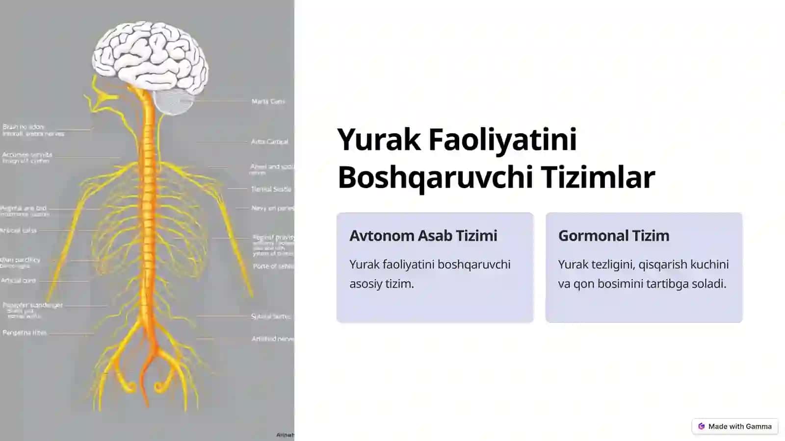 Yurak Faoliyatini Boshqarish 3