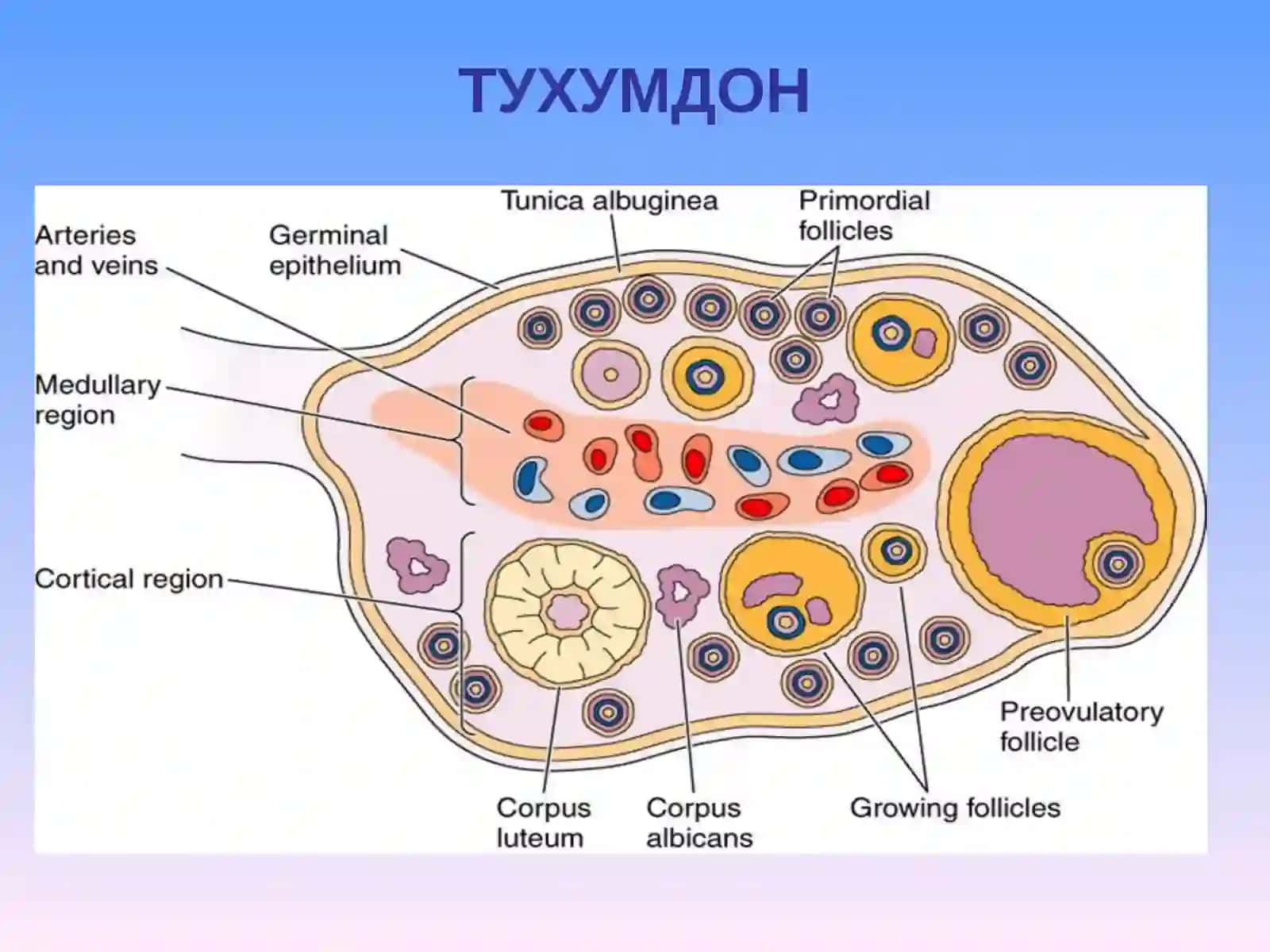 АЁЛЛАР ЖИНСИЙ СИСТЕМАСИ 3