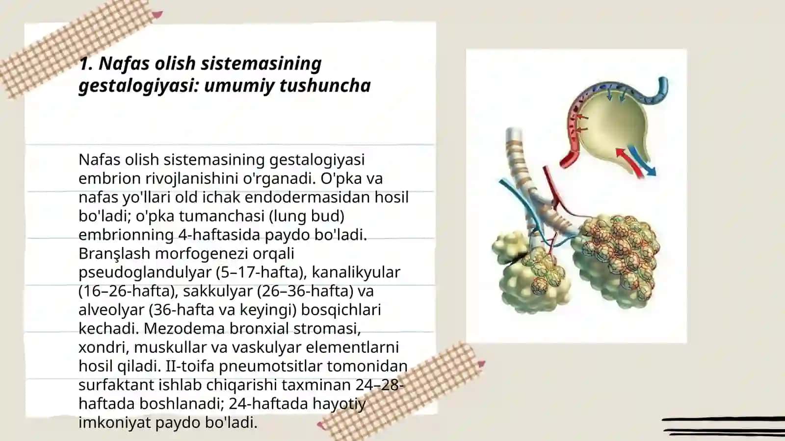 Nafas olish sestemasi gestalogiyasi 3