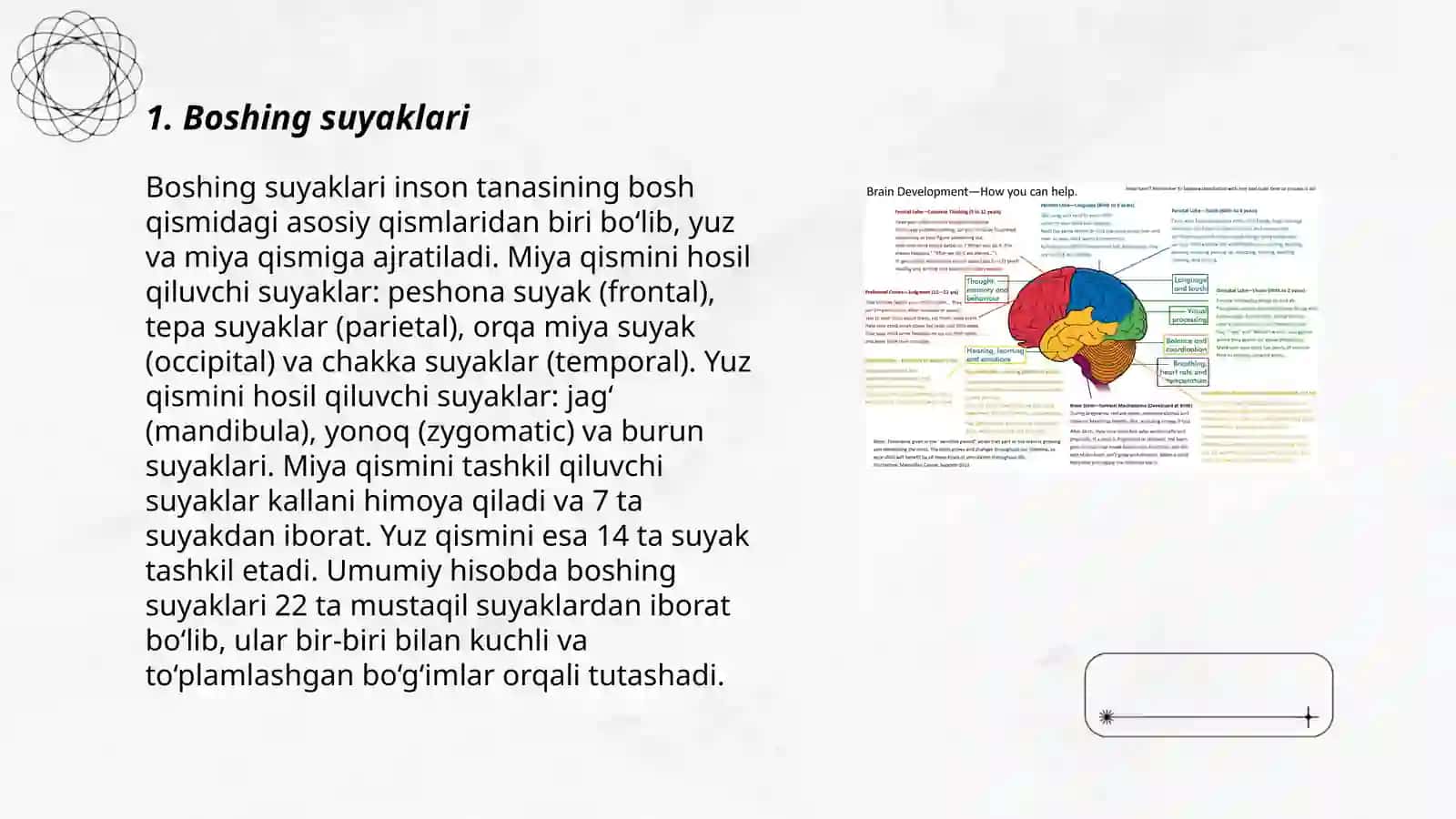 Bosh miyaning tuzilishi 3