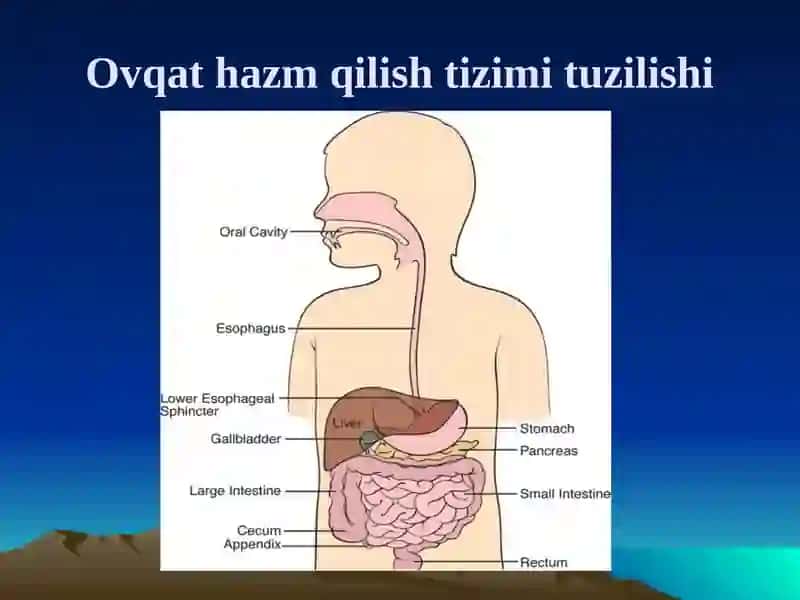 Ovqat hazm qilish tizimi 3
