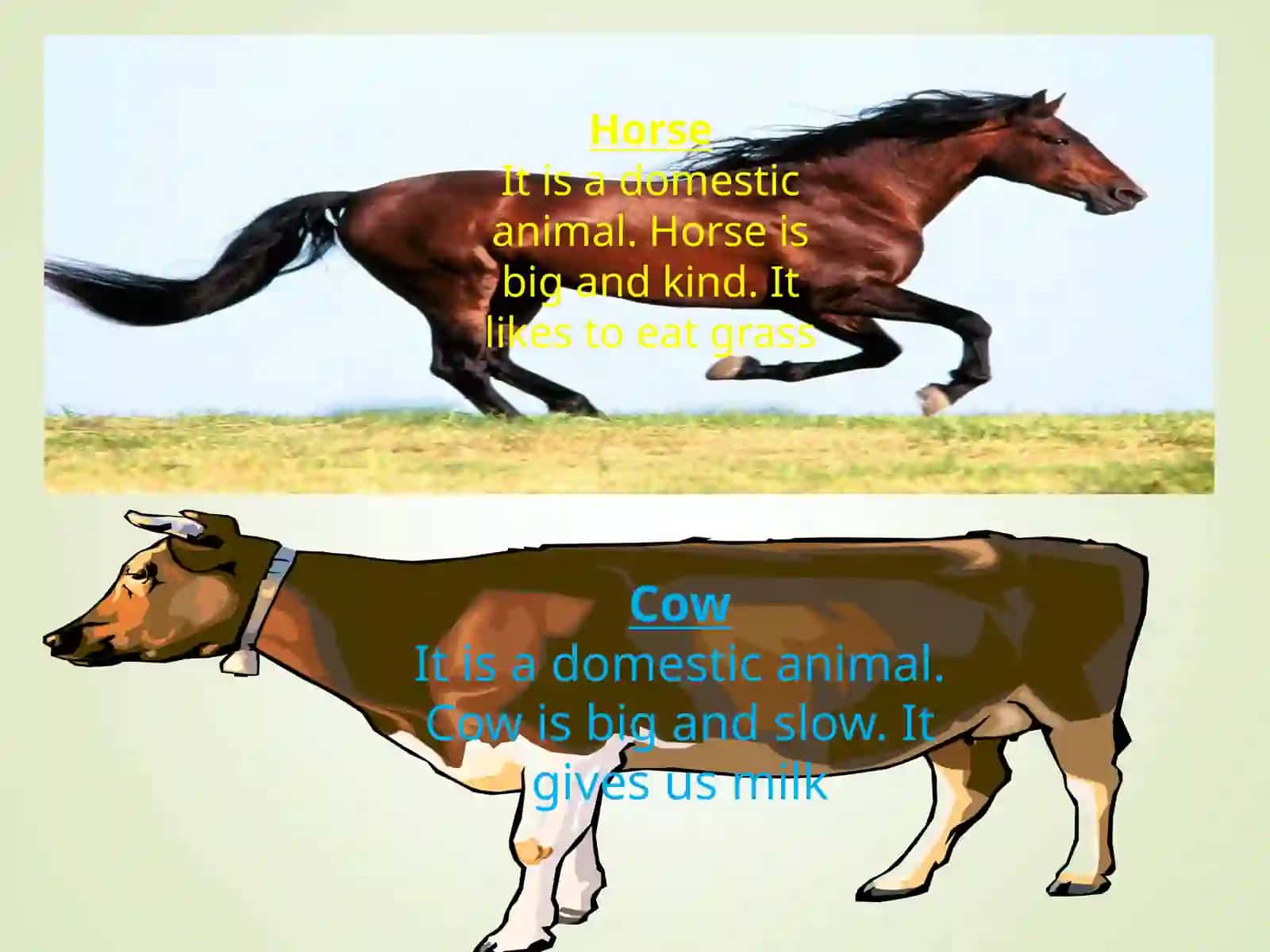 Domestic and Wild Animals 3