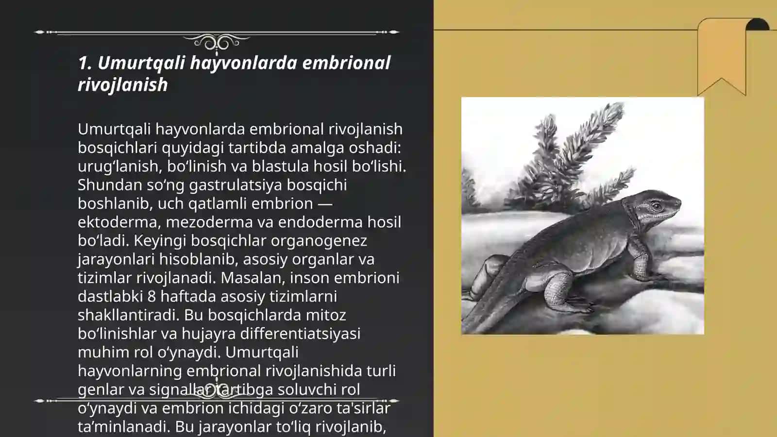 Umurtqali hayvonlarda organogenez 3