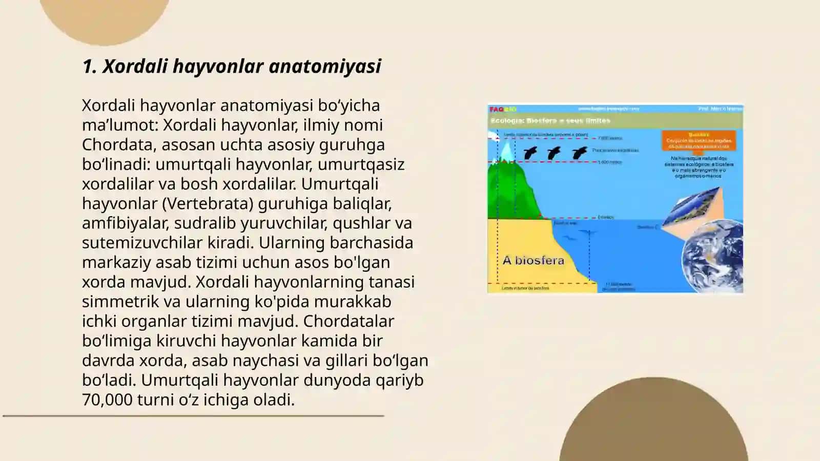 Xordali hayvonlar anatomiyasi 3
