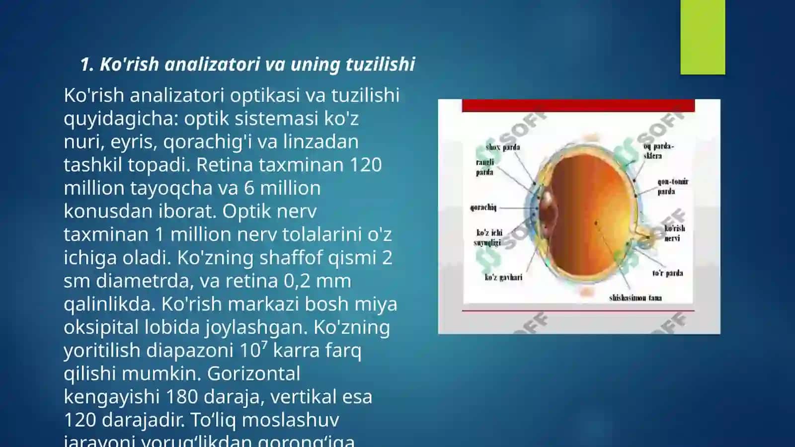 Ta'm bilish va hid bilish azolarining funksional anatomiyasi 3