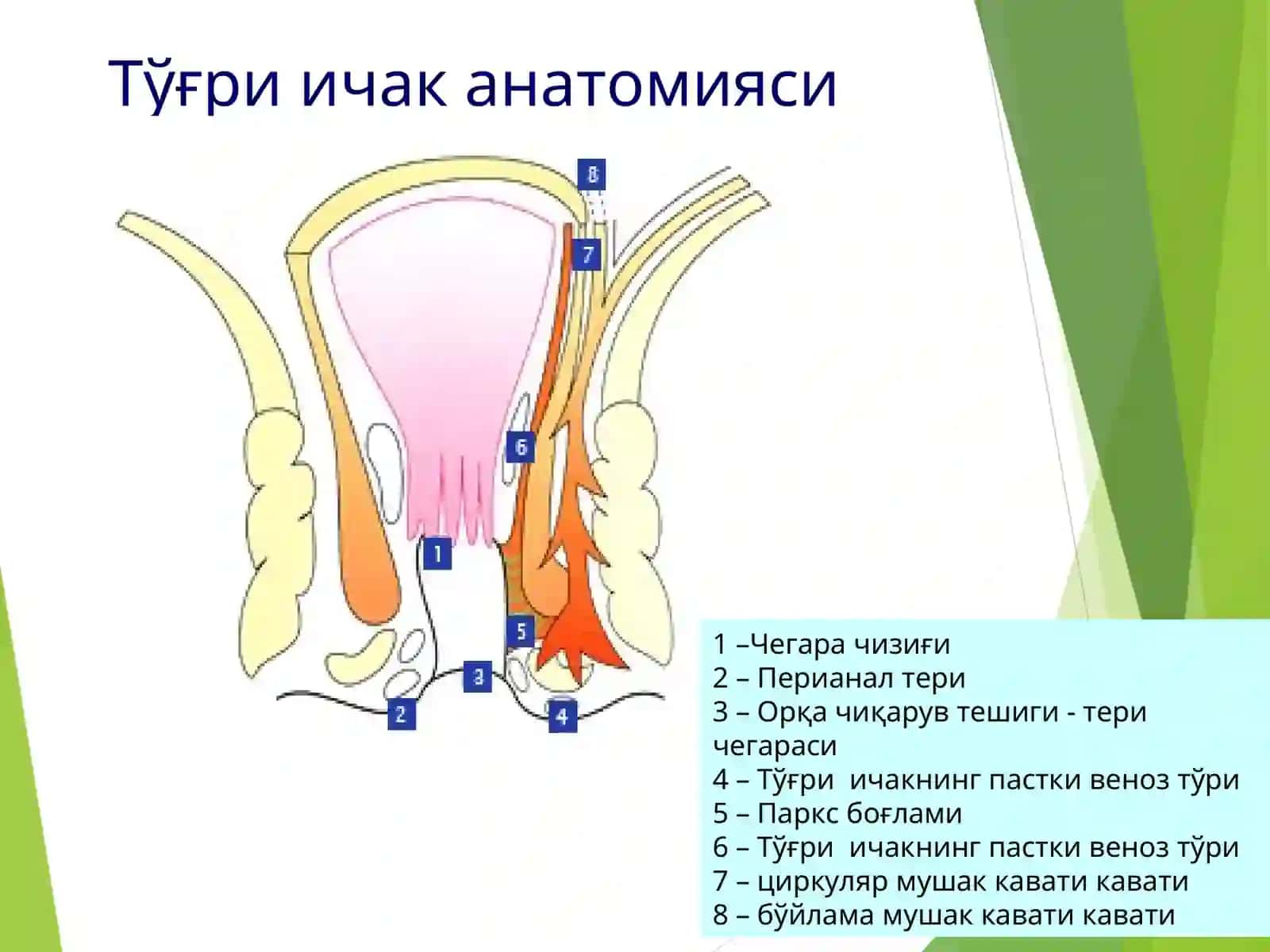 ТЎҒРИ ИЧАК КАСАЛЛИКЛАРИ 3