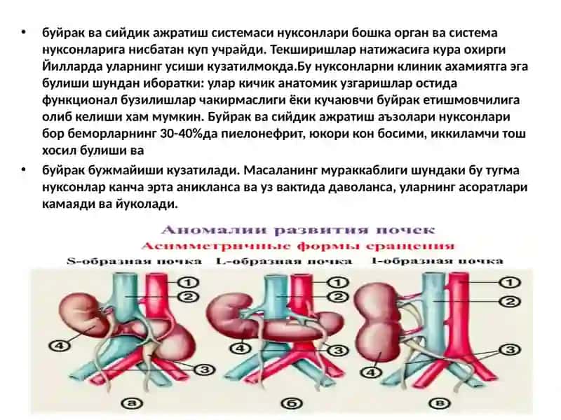 Тошкент Тиббиёт Академияси Буйракривожланиш 3