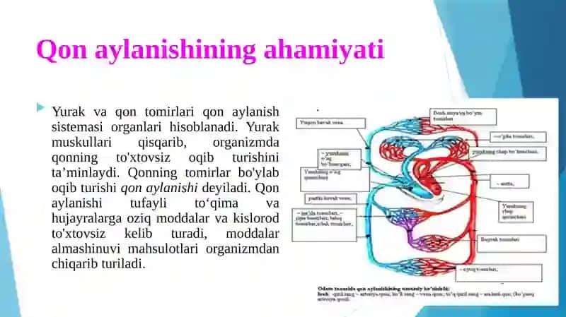 Qonaylanishning ahamiyati, yurakning tuzilishi 3