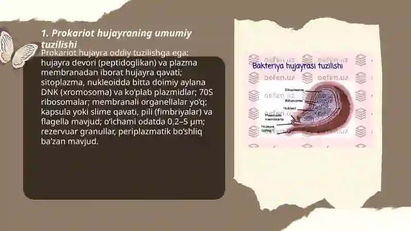 Prokariot hujayralari.Bakteriyalar 3