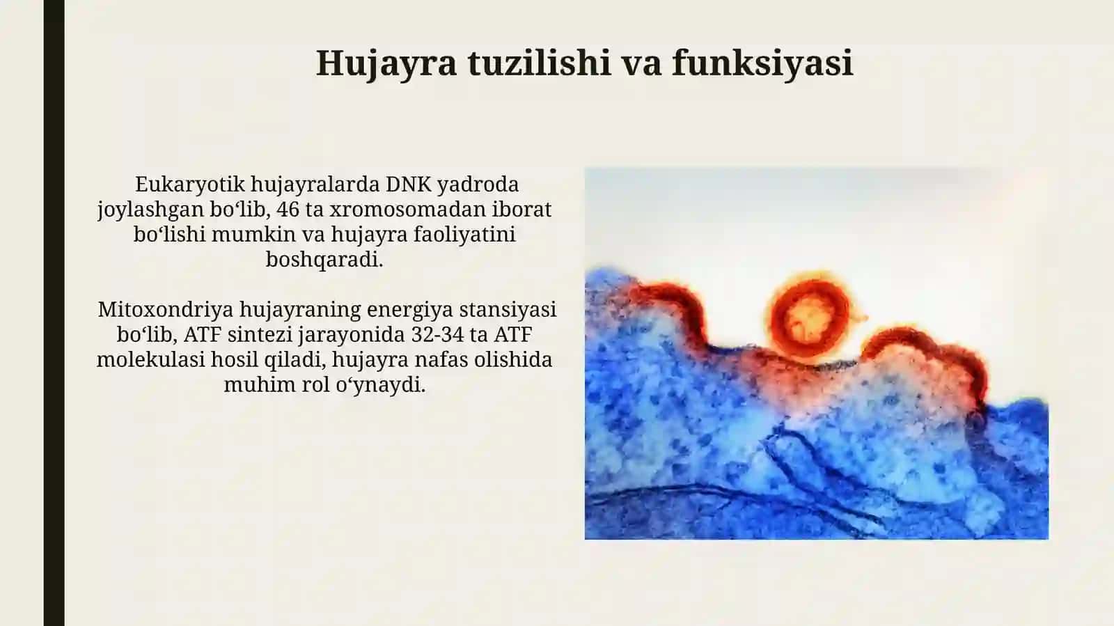 Sitologiya 3