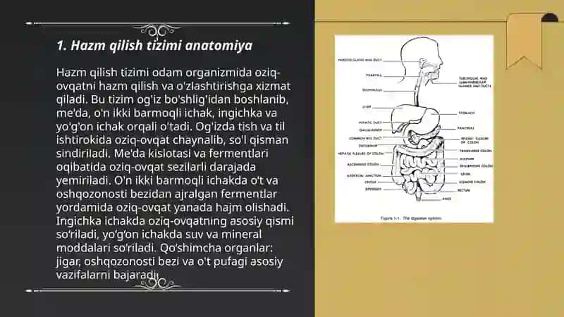 Ovqat hazm qilish sistemasi 3