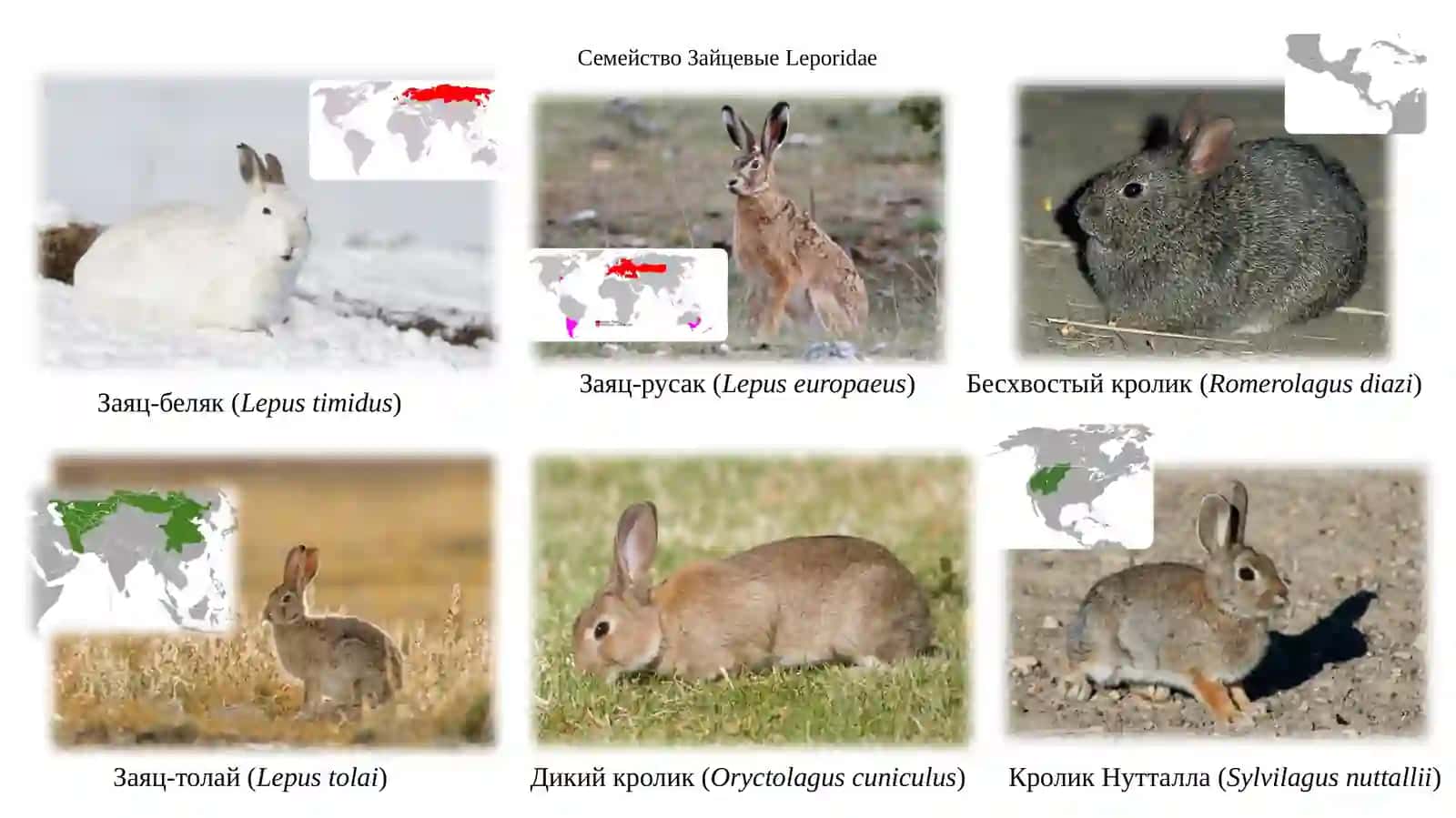 Отряд Зайцеобразные LAGOMORPHA 3