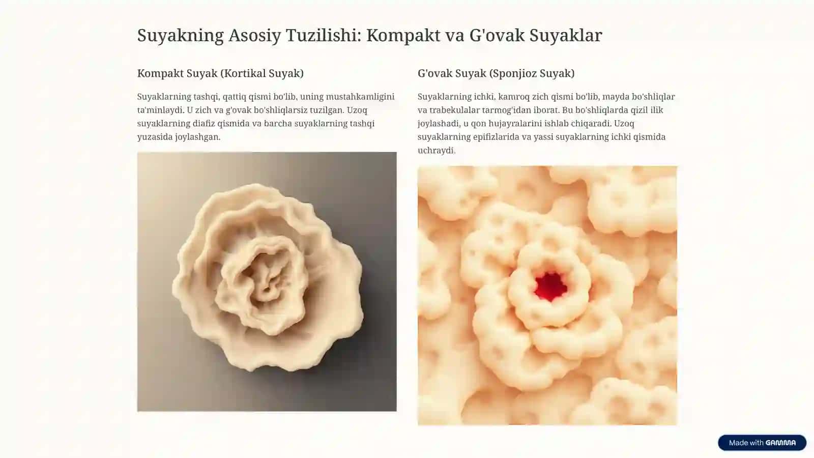 Suyaklarning Tuzilishi va Turlari 3